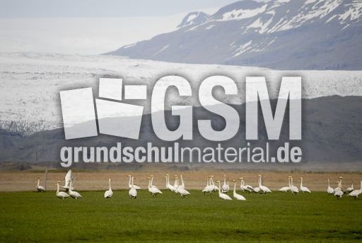 Singschwan (13 von 16).jpg